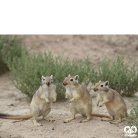 گونه جربیل بزرگ Great Gerbil